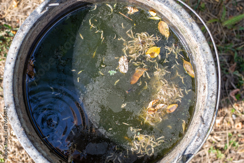 Bee fly tail larvae in standing water in a bucket in the garden photo