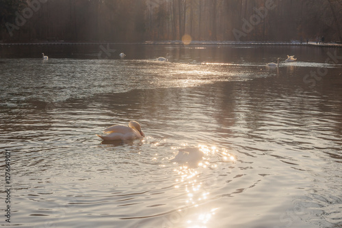 Swans in golden morning light on Stempflesee, Augsburg, Germany – February 19, 2025.. photo