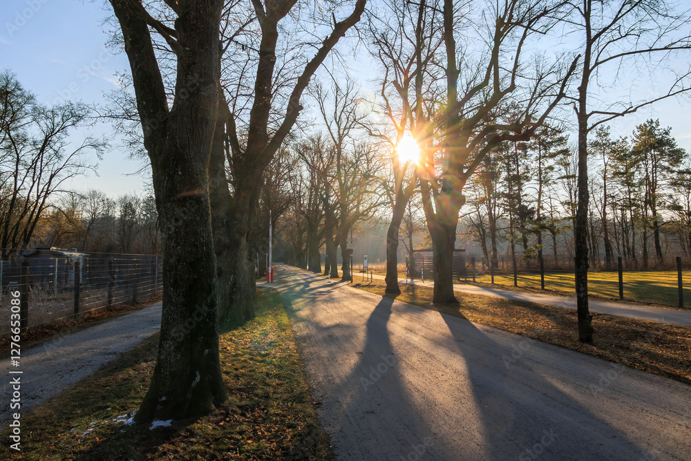 Naklejka premium Tree-lined path at sunrise in Augsburg, Germany – February 19, 2025