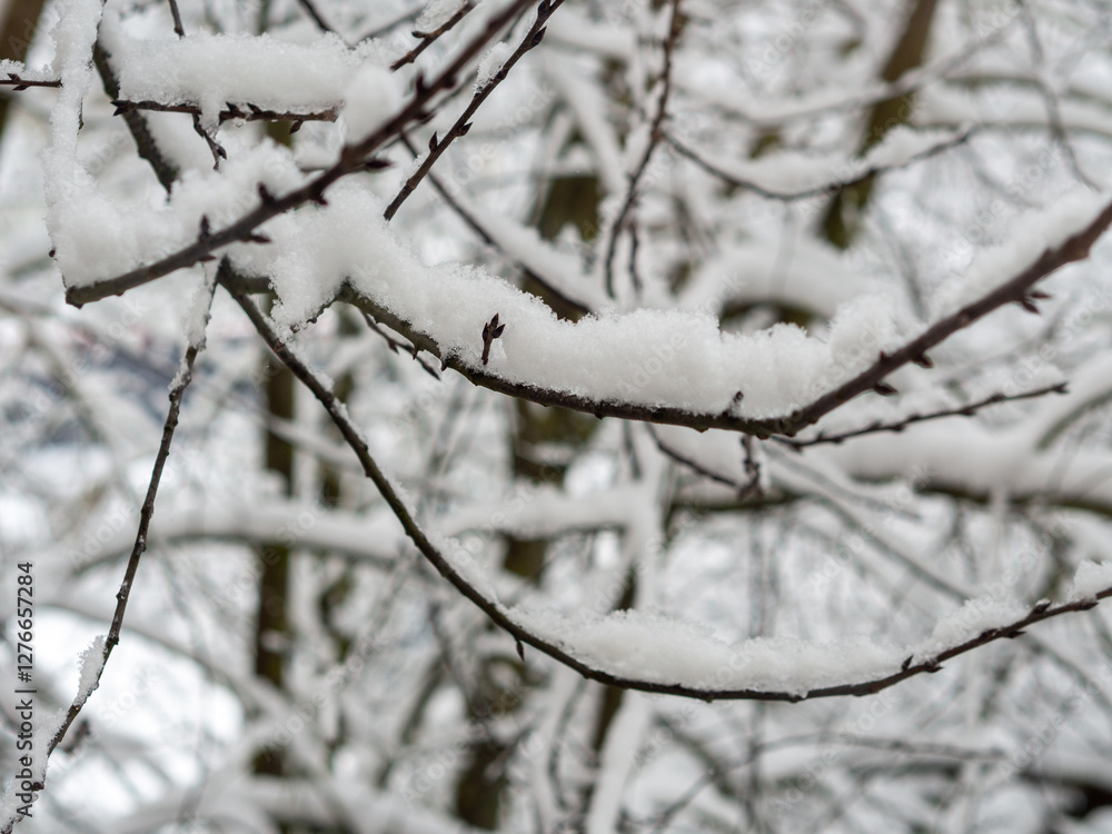 Closeup of tree branch with snow. Cold winter cloudy day. Ice covered twigs during hard winter. Heavy snowfall forecast Closeup of tree branch with snow. Cold winter cloudy day. Ice covered twigs during hard winter. Heavy snowfall forecast