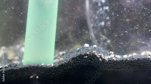 Siphon for cleaning aquarium water from living organisms wastes and other dirty like poisonous algae, regular maintenance of home fish tank for better ecosystem functioning, air filter with oxygen