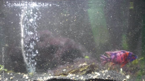 Aquarium cleaning with siphon, colourful fishes swimming in dirty water, aquarium stones overgrown with algae, air sponge filter with bubbles on background