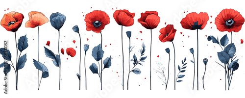 Vibrant red and orange poppies with blue leaves on white background. Vector
