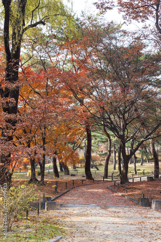 Naklejka premium Autumn at Changgyeonggung Palace Garden, Seoul, South Korea
