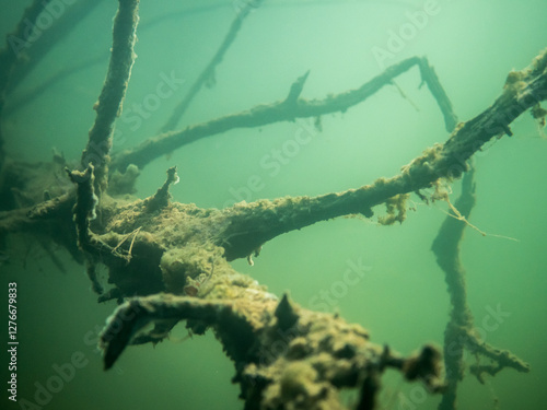 Fallen tree underwater in lake covered by algae