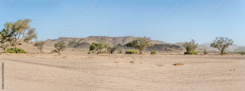 sparse vegetation in Huab river dry riverbed, near Vrede, Namibia