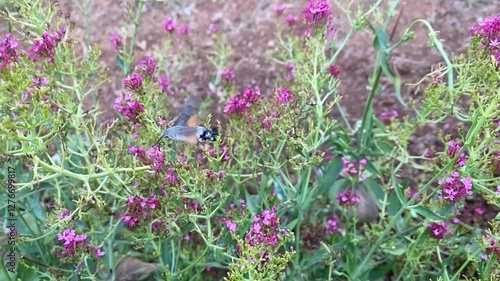 The hummingbird hawk-moth (Macroglossum stellatarum) looking for nectar in between flowers, shot slow motion.