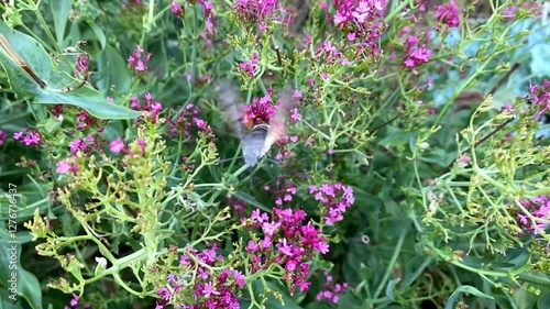The hummingbird hawk-moth (Macroglossum stellatarum) looking for nectar in between flowers, shot slow motion.