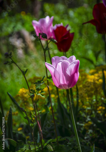 Multicolored tulips illuminated by the sun in the garden.