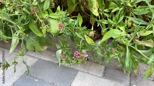 The hummingbird hawk-moth (Macroglossum stellatarum) looking for nectar in between flowers, shot slow motion.