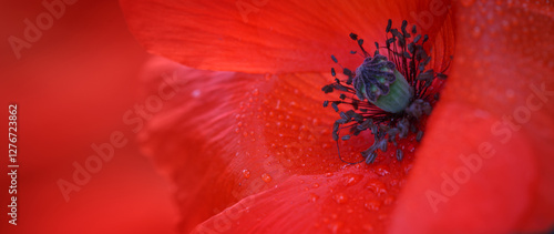 Fototapeta Naklejka Na Ścianę i Meble -  Red poppy close up from above . Abstract nature background