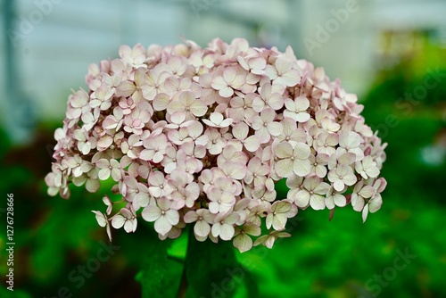 Smooth Hydrangea 'Incrediball Blush' 