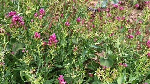 The hummingbird hawk-moth (Macroglossum stellatarum) looking for nectar in between flowers, shot slow motion.