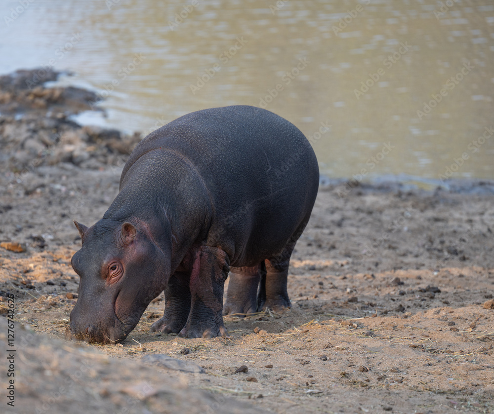 Afrikanische Tiere Flusspferde genannt Nilpferd - Hippo, im Krüger National Park - Kruger Nationalpark Südafrika