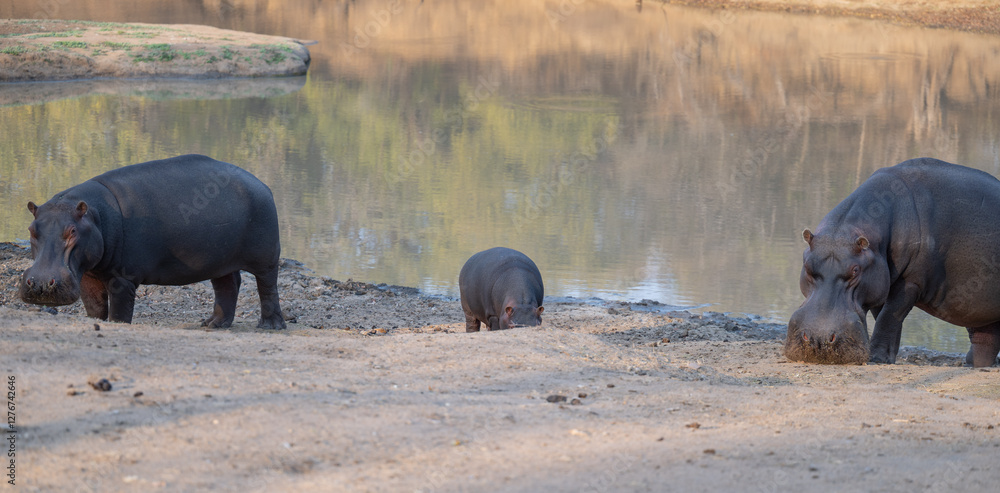 Afrikanische Tiere Flusspferde genannt Nilpferd - Hippo, im Krüger National Park - Kruger Nationalpark Südafrika