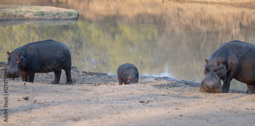 Obraz na płótnie Afrikanische Tiere Flusspferde genannt Nilpferd - Hippo, im Krüger National Park - Kruger Nationalpark Südafrika w salonie