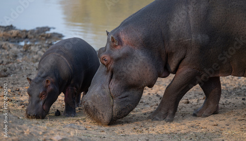 Obraz na płótnie Afrikanische Tiere Flusspferde genannt Nilpferd - Hippo, im Krüger National Park - Kruger Nationalpark Südafrika w salonie