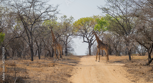 Afrikanische Tiere Giraffen im Busch vom Krüger National Park - Kruger Nationalpark Südafrika