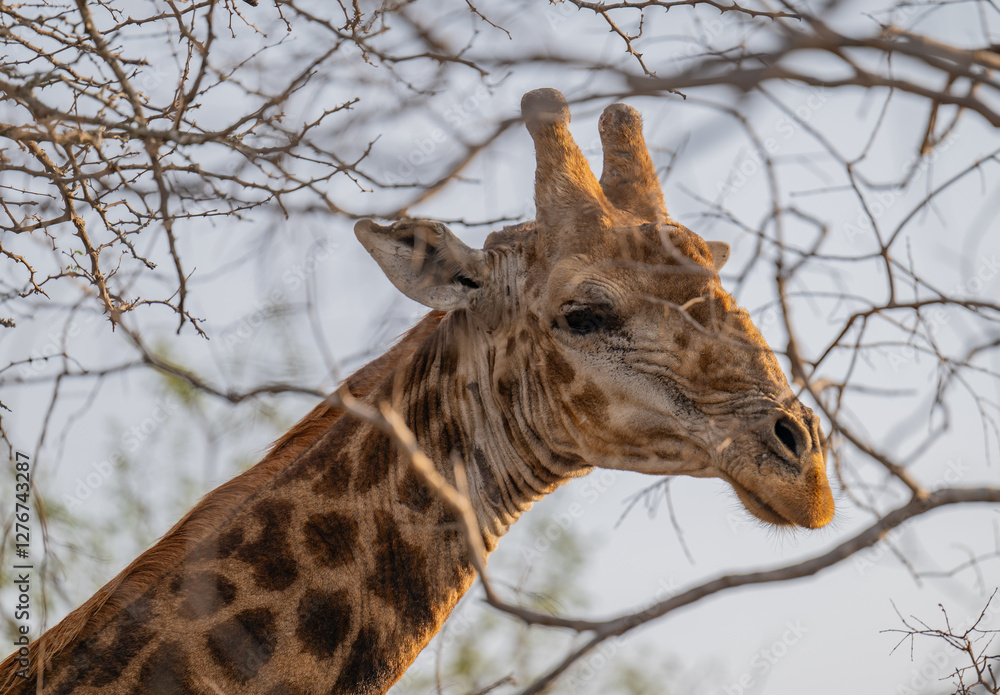 Afrikanische Tiere Giraffe im Busch vom Krüger National Park - Kruger Nationalpark Südafrika