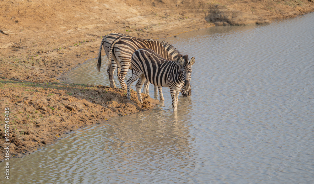Afrikanische Tiere Steppenzebra im Busch vom Krüger National Park - Kruger Nationalpark Südafrika