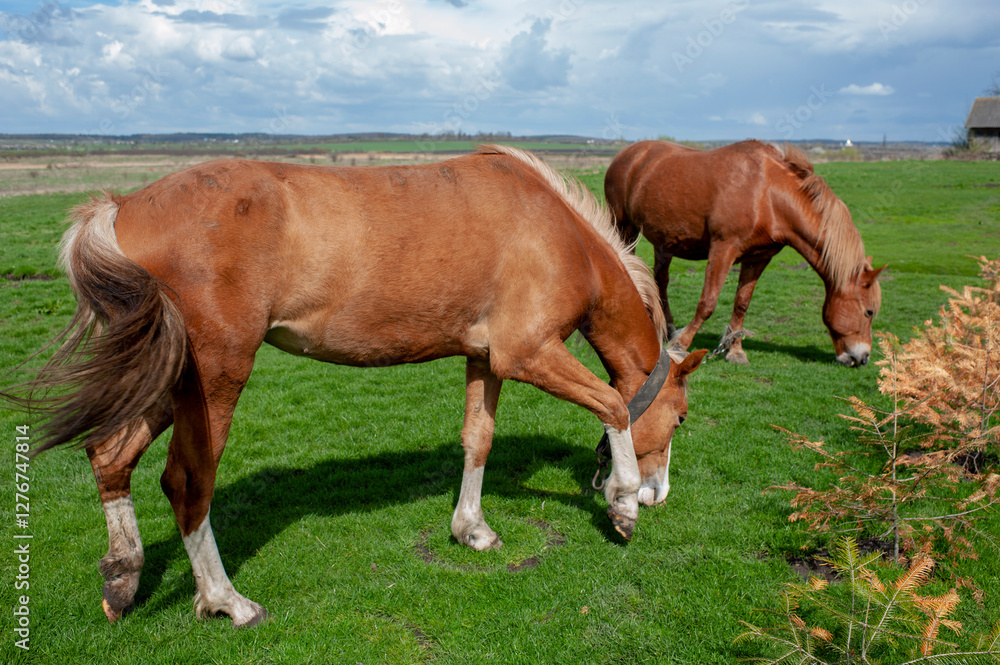 Red horses graze on the grass, their heads down on a sunny day. A red horse grazes on the grass, its head down. Red horses graze on the grass, their heads down on a sunny day. A red horse grazes on the grass, its head down.