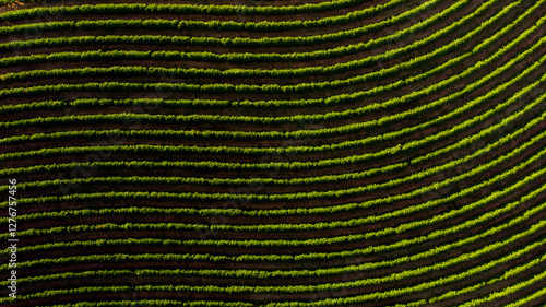 Imagem aérea de drone - Fazenda de plantação de café, Minas Gerais, Brasil