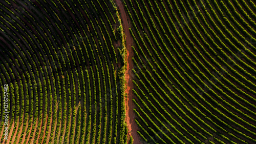 Imagem aérea de drone - Fazenda de plantação de café, Minas Gerais, Brasil
