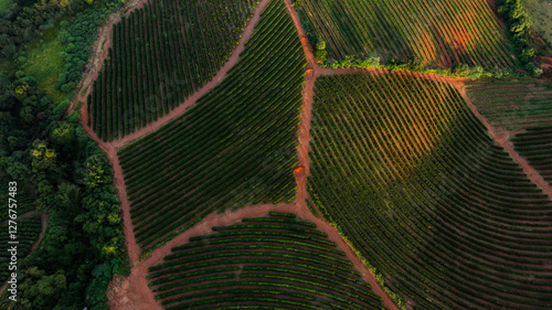 Imagem aérea de drone - Fazenda de plantação de café, Minas Gerais, Brasil