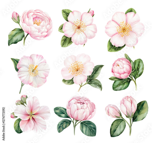 Beautiful Watercolor Camellia pink flower. Watercolor camellia flowers and buds.