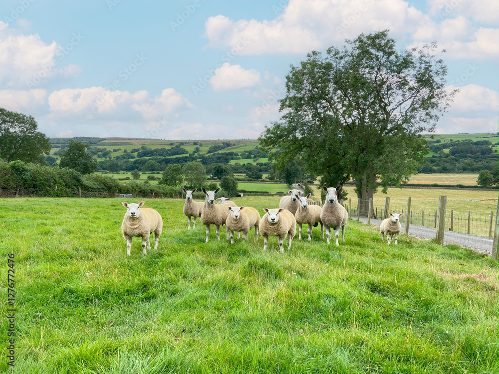 Fototapeta premium sheep in the field