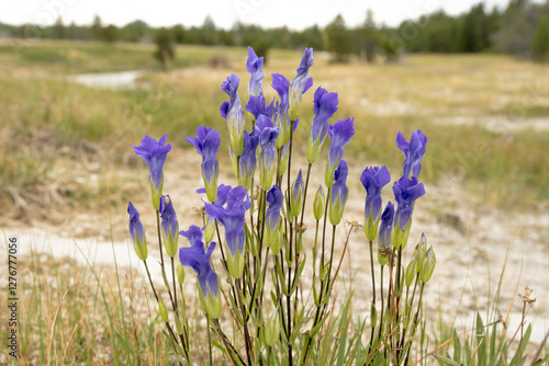 Purple and Blue Flowers Of Gentians Bloom Along Trail In Yellowstone