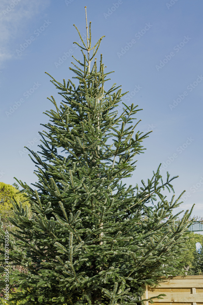 Sapin de Noël Nordmann en décoration extérieur Sapin de Noël Nordmann en décoration extérieur