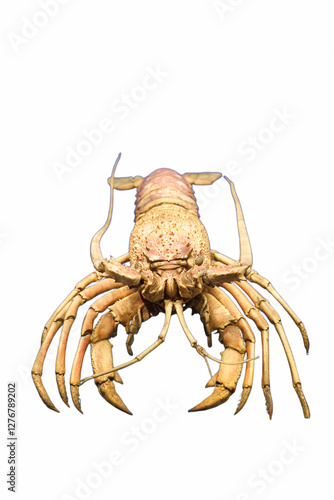 crustacean, animal, marine, saltwater, armor, legs, background, photo