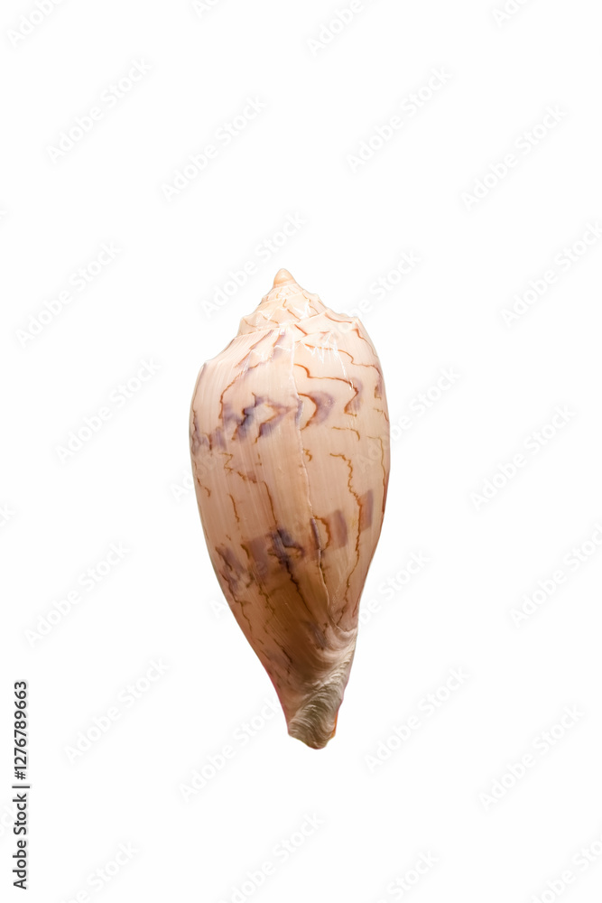 Naklejka premium shell, snail, nature, wildlife, marine, wild nature, saltwater,