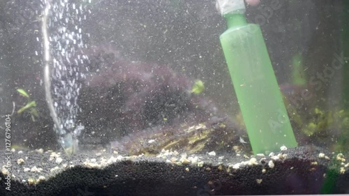 Aquarium cleaning with siphon pump, maintenance service of ecosystem and living organisms, fish tank algae covering stones and glass surface, water contamination with wastes of aquarium fauna
