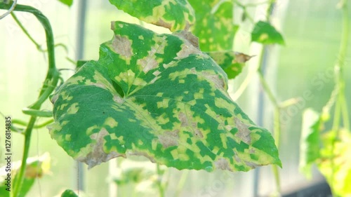 Diseased cucumber leaf affected by tobacco mosaic virus or other fungal infections. Peronosporaceae, Erysiphales, Sclerotinia sclerotiorum, Botrytis, Sclerotinia, Apiognomonia errabunda, Phytophthora