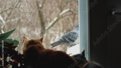 A cat and a cat are sitting on a windowsill and watching a dove that is sitting on the balcony ledge.