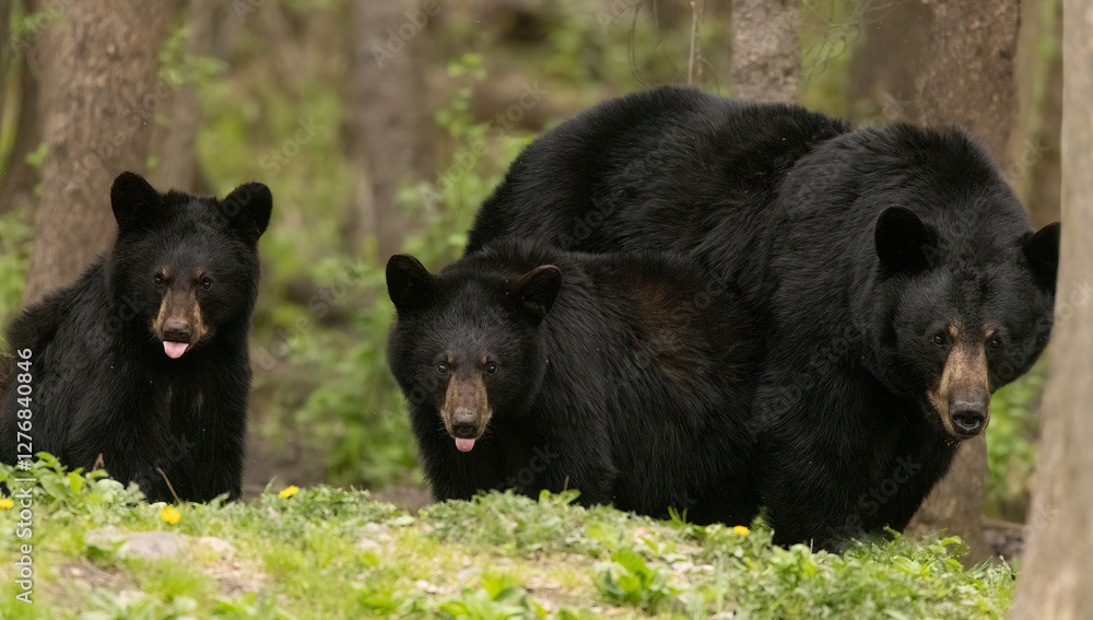 American Black bear, Ursus americanus in Minnesota. American Black bear, Ursus americanus in Minnesota.