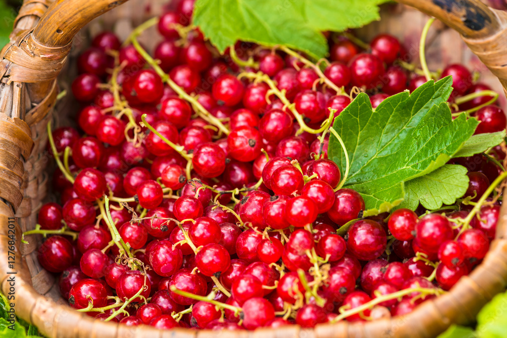 Close up for red current berries in old wicker basket; top view Close up for red current berries in old wicker basket; top view