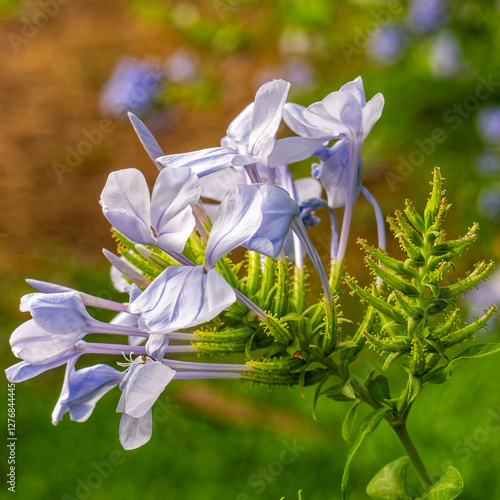 Light blue Jasmin flowers on a nayural green background on a sunny day.