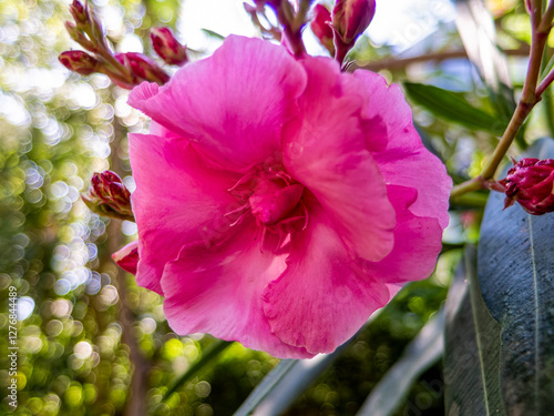 Violet colored oleander flower on a colorful natural background on a sunny day.