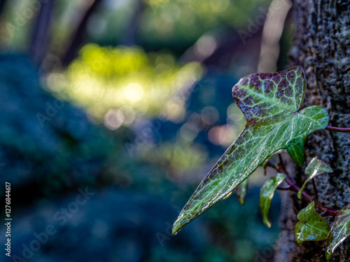 A common name of Ivy is Lovestone due to its tendency to grow over bricks and stones. Here is perched on a tree in the woods... photo