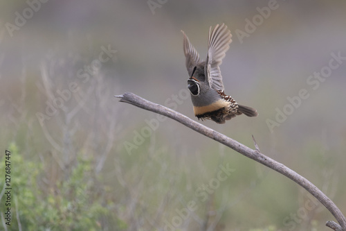 Gambel's quail in flight