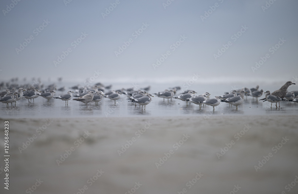 Fototapeta premium Short-billed gull flock on beach