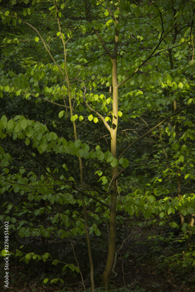 Fototapeta premium Beech tree sapling in woodland with dappled light.