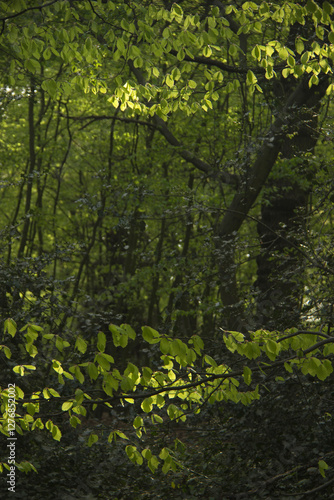 Beech trees in spring with dappled sunlight.
