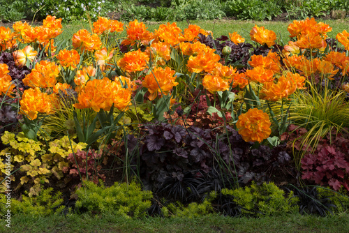 Bright orange tulip flowers