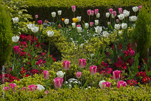 Pink and white tulips with hedges in a formal garden.