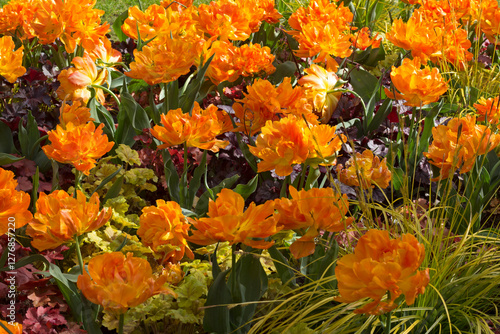 Bright orange tulips in a flower bed.