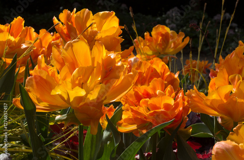Large orange tulip flowers in sunlight.